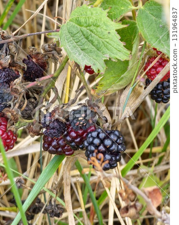 A close-up of ripening and overripe garden blackberries Rubus fruticosus with a red ripe and black fruits on branch with green leaves in a garden. A close-up of ripening and overripe garden blackberries Rubus fruticosus with a red ripe and black fruits on branch with green leaves in a garden. 131964837