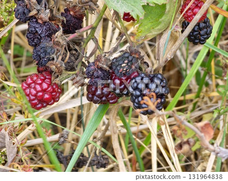 A close-up of ripening and overripe garden blackberries Rubus fruticosus with a red ripe and black fruits on a branch with green leaves in garden. A close-up of ripening and overripe garden blackberries Rubus fruticosus with a red ripe and black fruits on a branch with green leaves in garden. 131964838