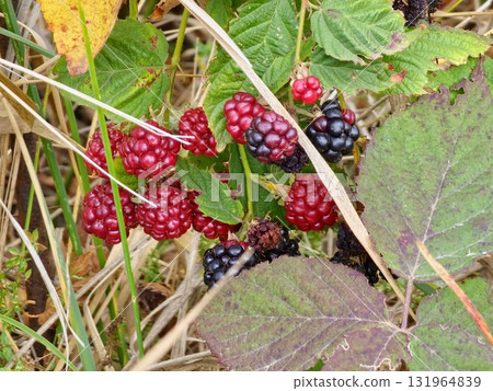 A close-up of ripening and overripe garden blackberries Rubus fruticosus with red ripe and black fruits on branch with green leaves in garden. 131964839