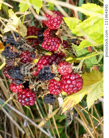 Close-up of ripening and overripe garden blackberries Rubus fruticosus with red ripe and black fruits on a branch with green leaves in a garden. Close-up of ripening and overripe garden blackberries Rubus fruticosus with red ripe and black fruits on a branch with green leaves in a garden. 131964840