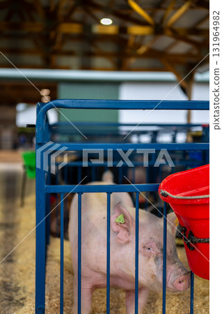 Pig inside a blue pen waiting for judging at the county fair 131964982