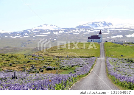 A narrow road lined with blooming purple lupines leads to a white countryside church on a hill, with snow capped Icelandic mountains in the background under a clear summer sky. A narrow road lined with blooming purple lupines leads to a white countryside church on a hill, with snow capped Icelandic mountains in the background under a clear summer sky. 131964997