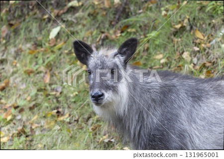 Close-up of a wild Japanese serow 131965001