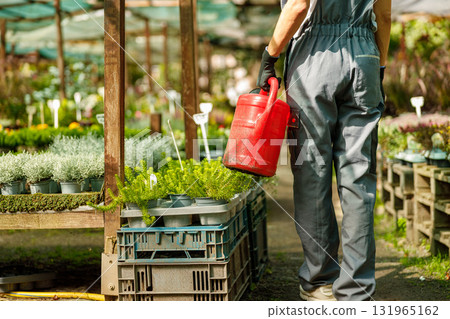 Dedicated gardener working diligently at a vibrant plant nursery holds a watering can 131965162
