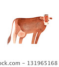 The Jersey is a British breed of small dairy cattle. Cow. Character for packaging, children's book and encyclopedia. Isolated watercolor illustration in retro style. Clipart. 131965168