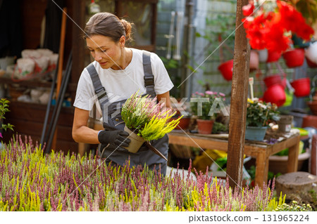 A woman is seen gardening and arranging colorful plants in a vibrant flower shop today 131965224