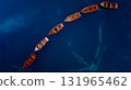 Aerial View of Rowboats Beautifully Arranged in a Serpentine Pattern Over Calm Waters 131965462