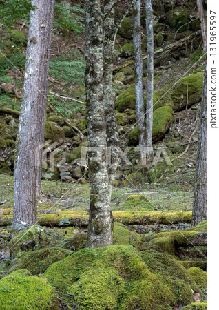 Scenery of the hiking trail through the mossy forest of Mt. Kobushi Scenery of the hiking trail through the mossy forest of Mt. Kobushi 131965597