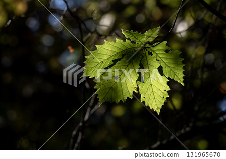 Large, shining leaves in a deep green forest Large, shining leaves in a deep green forest 131965670