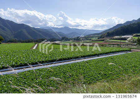 長野縣川上村的生菜田和高原蔬菜，初秋的藍天下 131965674