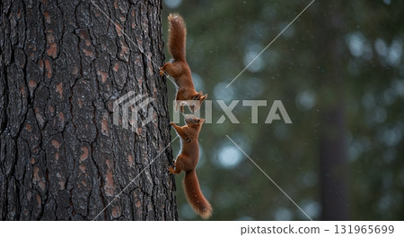 Two agile red squirrels cling to the rough bark of a pine tree, one positioned above the other, while a soft, bokeh-filled forest background suggests a chilly, damp outdoor setting. 131965699
