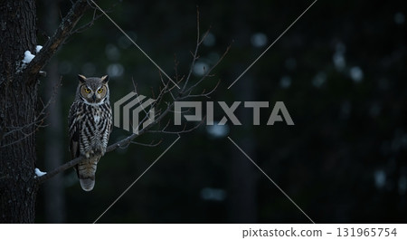 A majestic great horned owl with piercing yellow eyes perches on a snow-dusted tree branch in a dark, moody forest, looking directly forward. 131965754