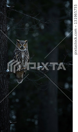 A majestic great horned owl with piercing yellow eyes perches on a snow-dusted tree branch in a dark, mysterious forest, showcasing its intricate patterned plumage. 131965755