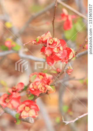 滋賀縣草津市草津市水生植物公園、水上森林和樹冠步道 131965857
