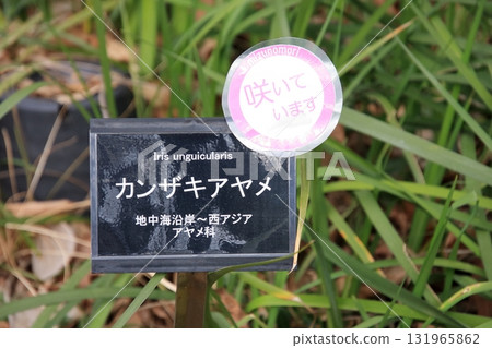 Kusatsu City Aquatic Plant Park, Water Forest and Canopy Trail, Kusatsu City, Shiga Prefecture Kusatsu City Aquatic Plant Park, Water Forest and Canopy Trail, Kusatsu City, Shiga Prefecture 131965862