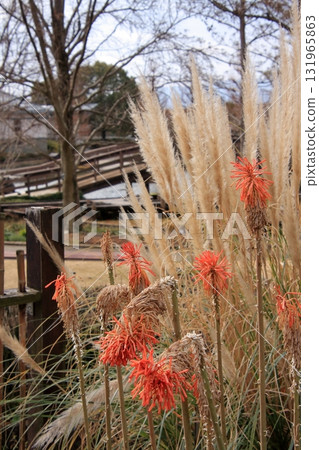 滋賀縣草津市草津市水生植物公園、水上森林和樹冠步道 131965863