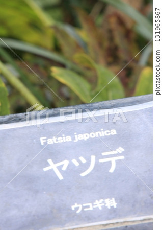 滋賀縣草津市草津市水生植物公園、水上森林和樹冠步道 131965867