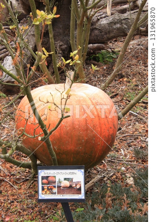 滋賀縣草津市草津市水生植物公園、水上森林和樹冠步道 131965870