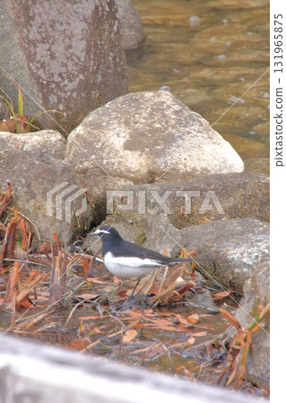 滋賀縣草津市草津市水生植物公園、水上森林和樹冠步道 131965875