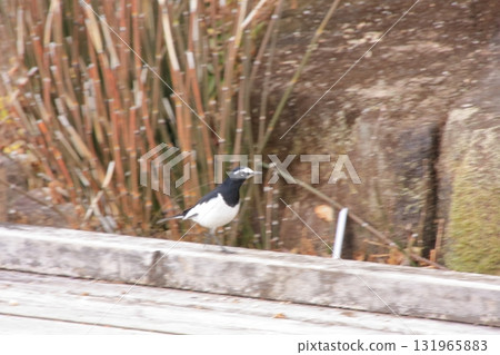 滋賀縣草津市草津市水生植物公園、水上森林和樹冠步道 131965883