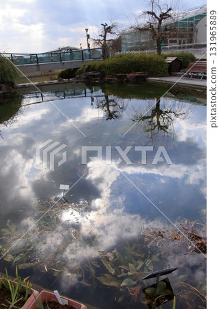 滋賀縣草津市草津市水生植物公園、水上森林和樹冠步道 131965889
