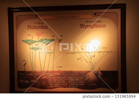 滋賀縣草津市草津市水生植物公園、水上森林和樹冠步道 131965894