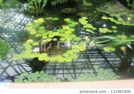 滋賀縣草津市草津市水生植物公園、水上森林和樹冠步道 131965896