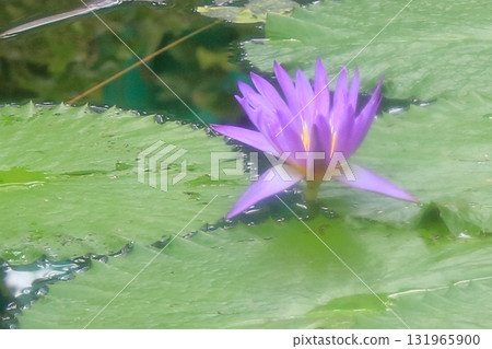 滋賀縣草津市草津市水生植物公園、水上森林和樹冠步道 131965900