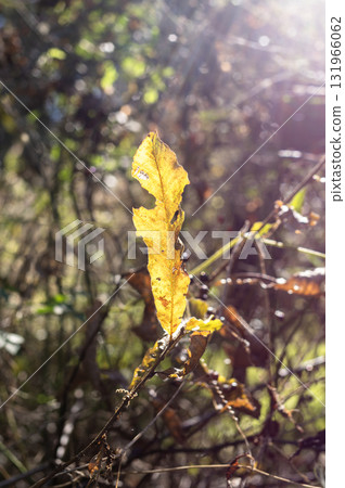 Green leaves bathed in the early autumn sunshine Green leaves bathed in the early autumn sunshine 131966062