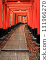 Kyoto: Fushimi Inari Shrine with its thousand torii gates 131966270