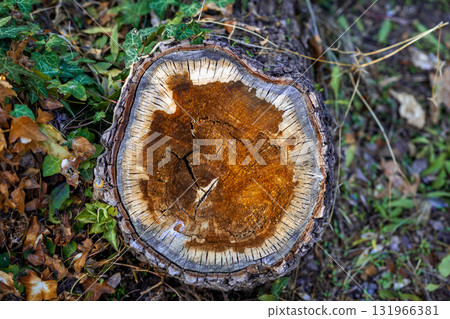 Close-up of tree trunk cross section, detailed annual rings and natural wood texture, lying on forest ground. Concept of tree rings, nature growth, organic pattern 131966381