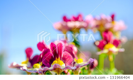 Nemesia flowers Nemesia flowers 131966404