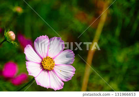 Cosmos flowers Cosmos flowers 131966653