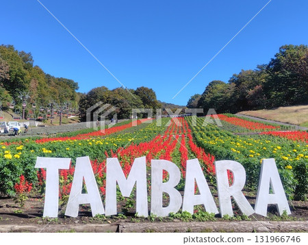 群馬縣沼田市彩通山丹原高原的秋天 群馬縣沼田市彩通山丹原高原的秋天 131966746