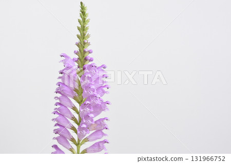 Physostegia virginiana 131966752