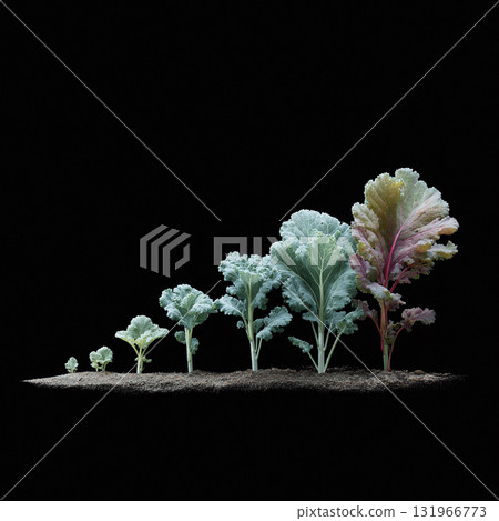 Stages of plant growth, isolated on black. Depicts progress and evolution. Perfect for illustrating development, business growth, or a natural lifecycle. 131966773