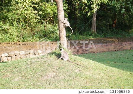 斯里蘭卡世界遺產哈努曼葉猴在古都錫吉里耶 斯里蘭卡世界遺產哈努曼葉猴在古都錫吉里耶 131966886