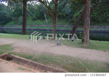 Sri Lanka World Heritage Site Hanuman Langurs in the ancient capital of Sigiriya Sri Lanka World Heritage Site Hanuman Langurs in the ancient capital of Sigiriya 131966887