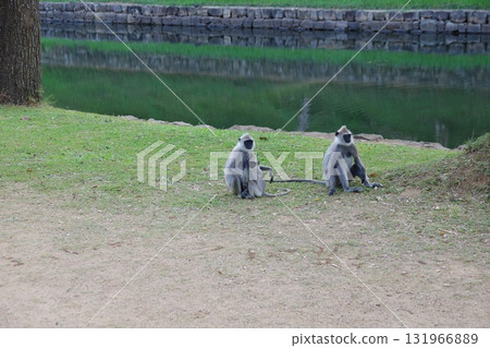 斯里蘭卡世界遺產哈努曼葉猴在古都錫吉里耶 131966889