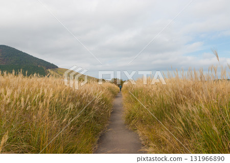 蓼原濕地景觀（大分縣九重町長子原） 131966890