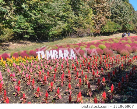 Autumn in Tanbara Plateau, cockscomb flower fields, Numata City, Gunma Prefecture 131966907