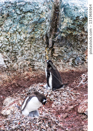 Gentoo colony at Danco Island Gentoo colony at Danco Island 131966964
