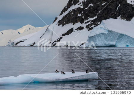 Cape Petrels resting on an iceberg Cape Petrels resting on an iceberg 131966970