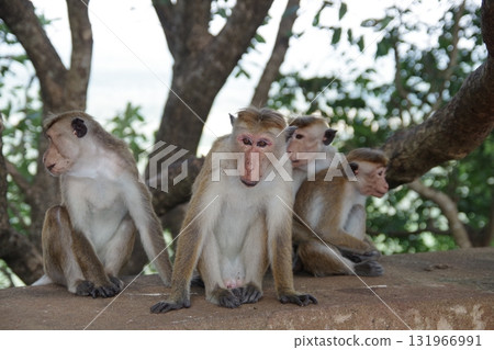 Sri Lanka World Heritage Site: Monkeys of the ancient city of Sigiriya 131966991