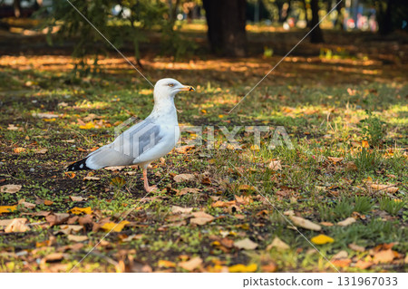 Seagull standing on autumn grass covered with colorful fallen autumn leaves in natural light. Concept of urban wildlife, seasonal contrast, fall nature 131967033