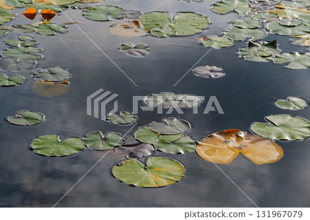 Lotus leaf Lotus leaf 131967079