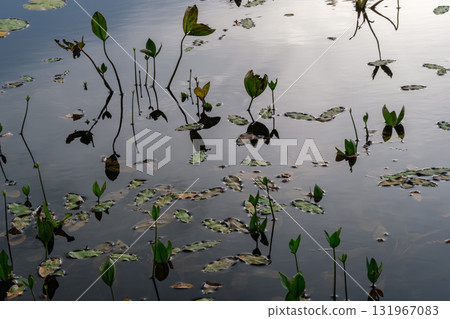 brilliance of aquatic plants brilliance of aquatic plants 131967083