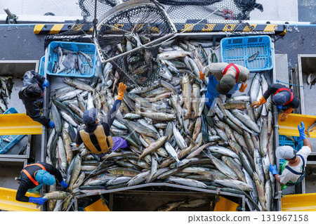 [Hokkaido] Hokkaido Utoro fishing port Autumn salmon landing 131967158