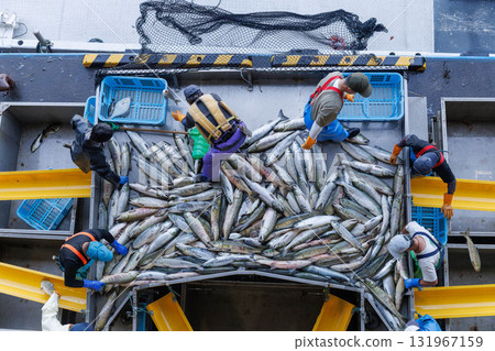 [北海道] 北海道宇登呂漁港 秋季鮭魚登陸 131967159