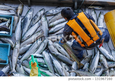 [Hokkaido] Hokkaido Utoro fishing port Autumn salmon landing 131967160